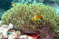 Velidhu - 2013_03_10 - IMG_0415r_Poisson Clown des Maldives - Amphiprion Nigripe_Kuda faru_Plongee